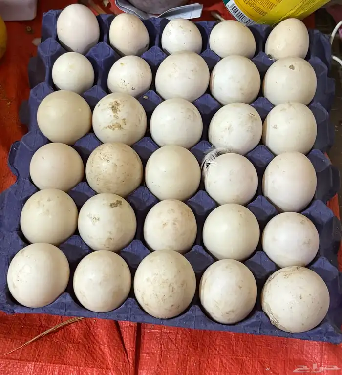 بيض بط الاكل و التفقيس البيضة ب ريال 0