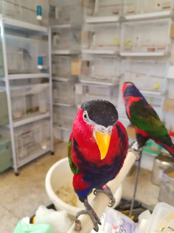 السلام عليكم ورحمة الله وبركاته 2