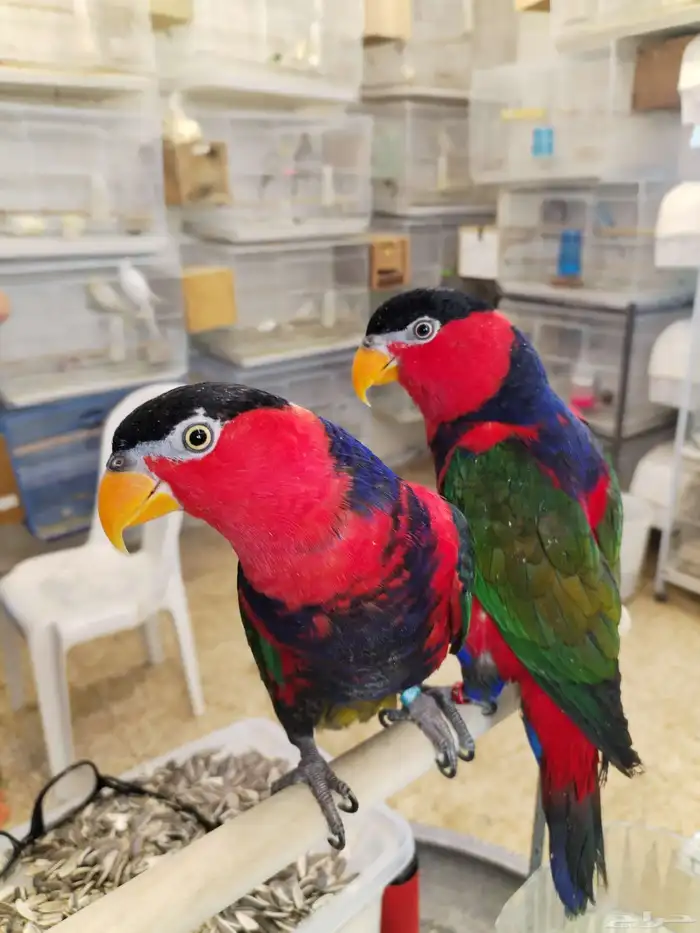 السلام عليكم ورحمة الله وبركاته 0