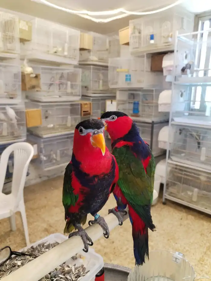 السلام عليكم ورحمة الله وبركاته 1