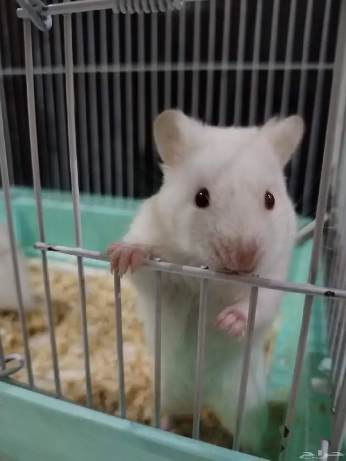 حيوانات للبيع (سلحفاة  وبر هامستر) 4