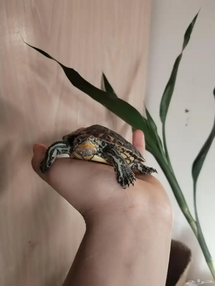 حيوانات للبيع (سلحفاة  وبر هامستر) 1