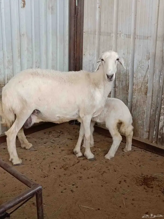 ضان غنم نجران 1