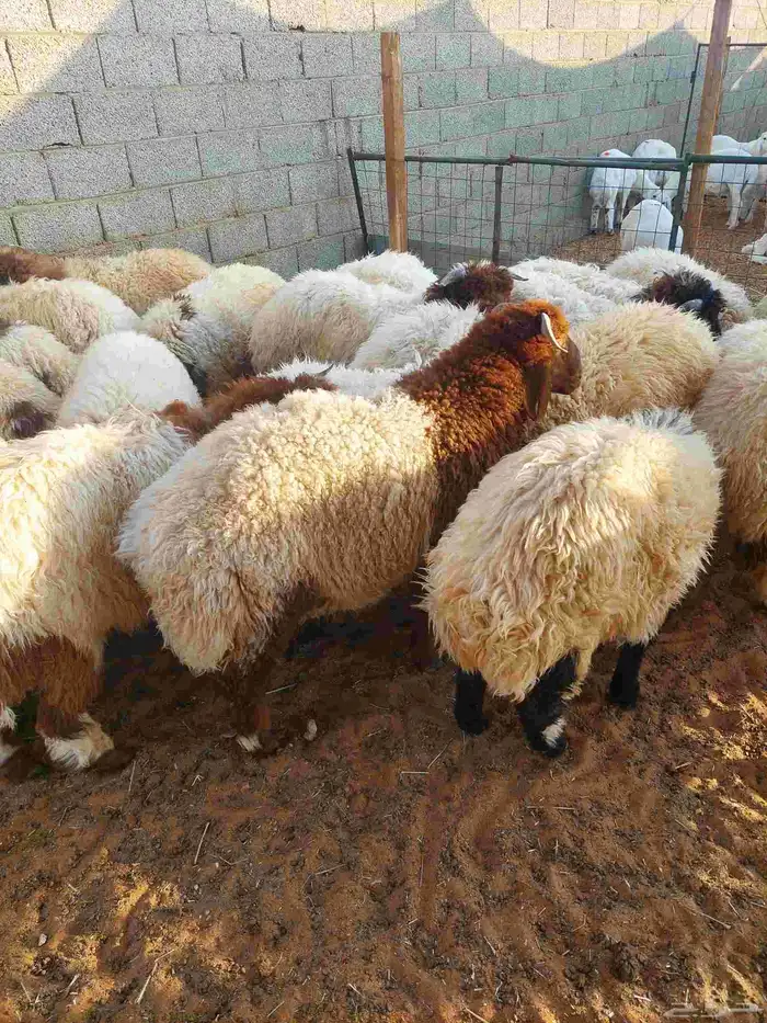 غنم نعيم بلدي 4