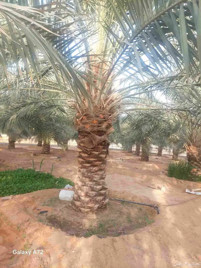 نقايل نخل خلاص 3