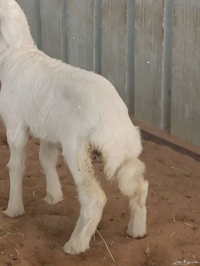 ضان غنم نجران 4