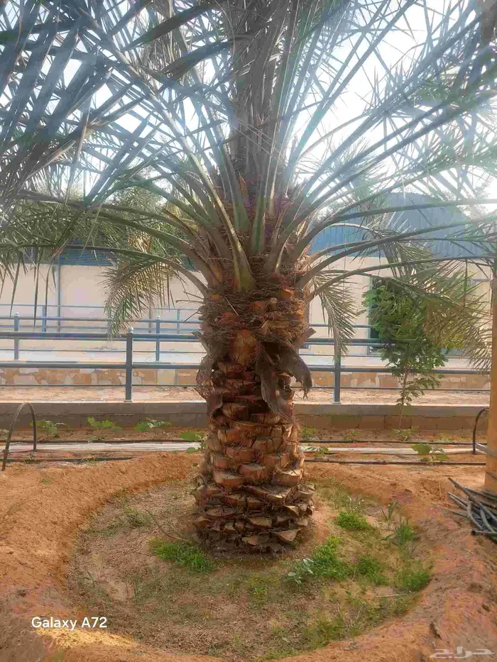 نقايل نخل خلاص 1