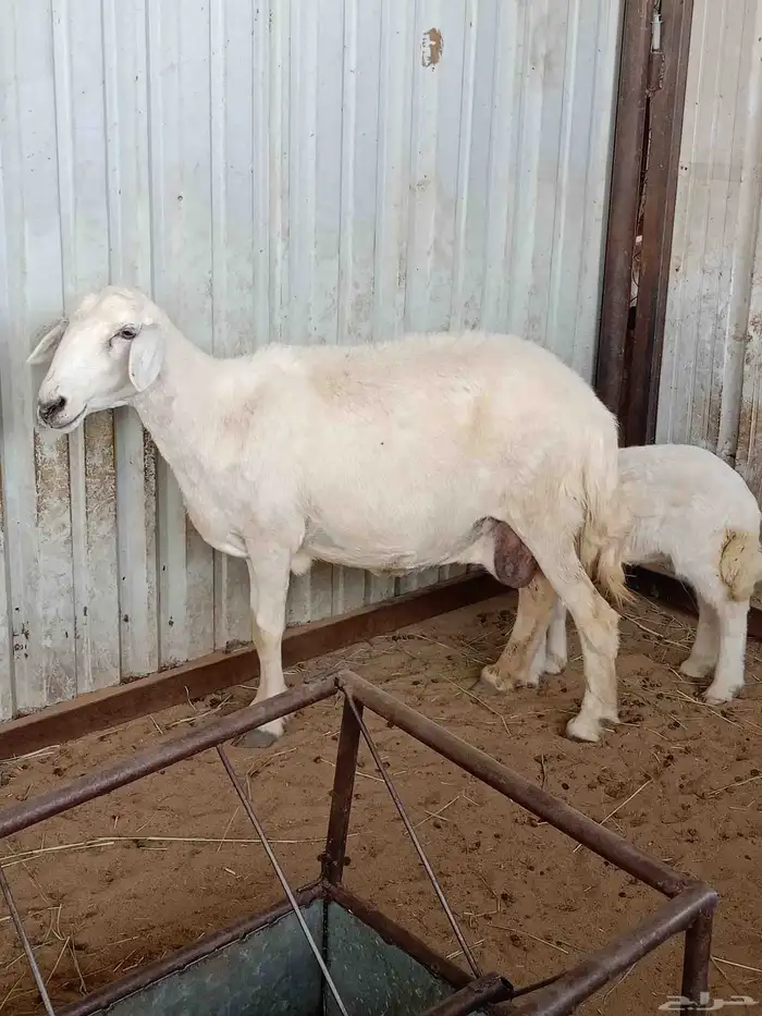 ضان غنم نجران 0