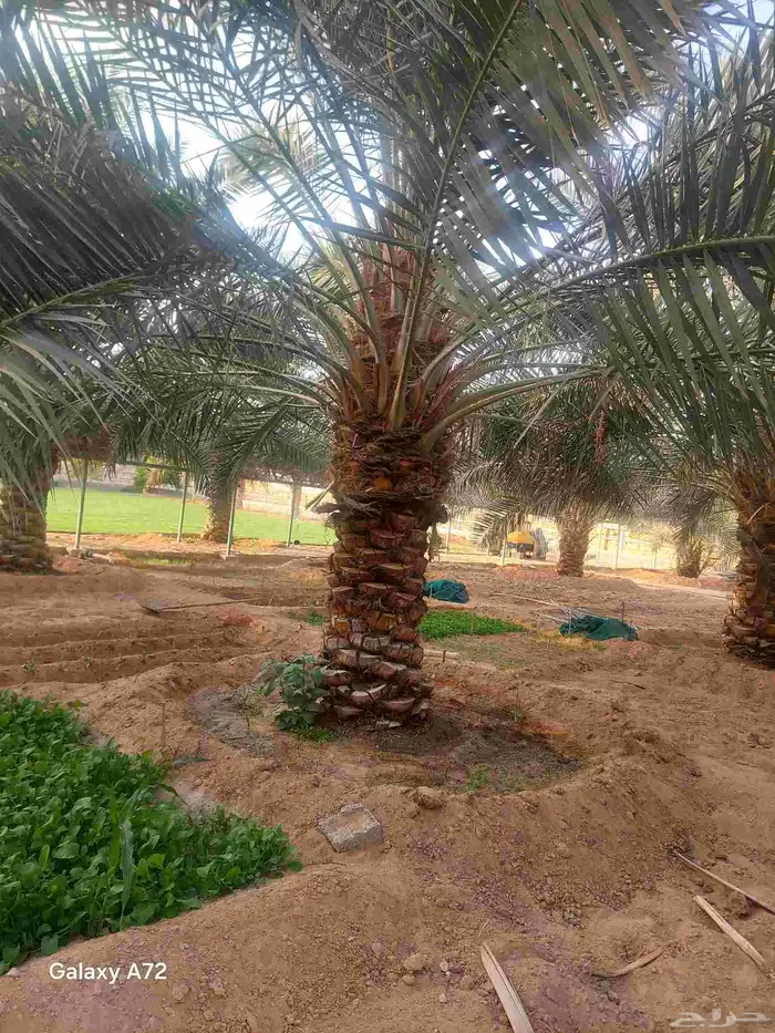 نقايل نخل خلاص 2