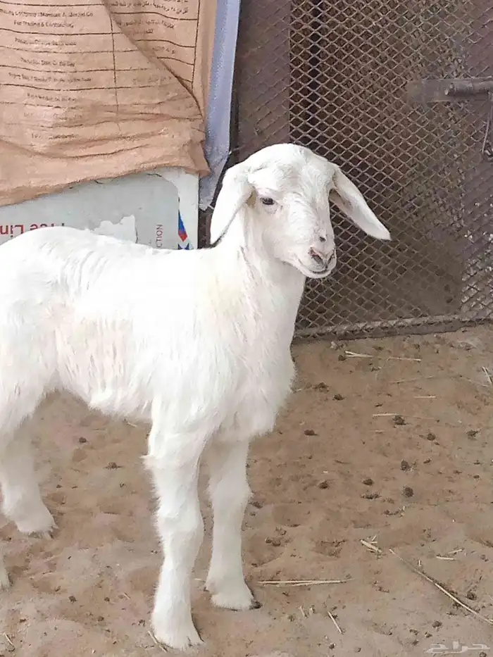 ضان غنم نجران 3