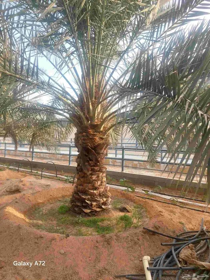 نقايل نخل خلاص 0