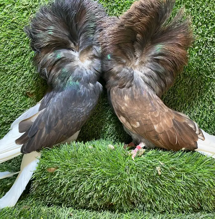 جوز جاكوبين للبيع 0