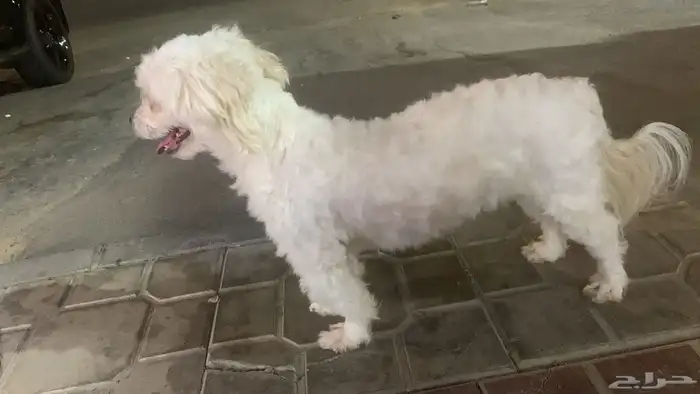 جرو مالتيز مكس41 يوم 5