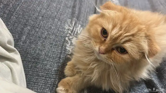 شيرازي هجين سكوتش 1