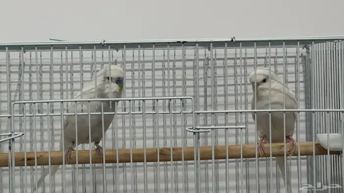 للبيع زوج بادجي البينو شرط 3