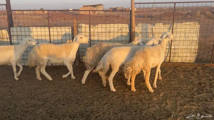 12 غنم حريات طيبات واشباب 1