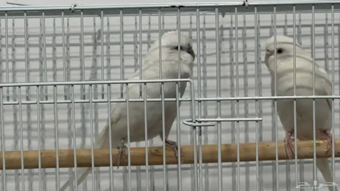 للبيع زوج بادجي البينو شرط 5