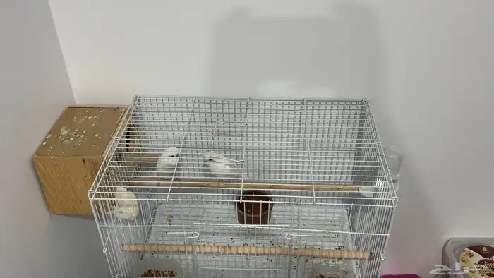 للبيع زوج بادجي البينو شرط 4