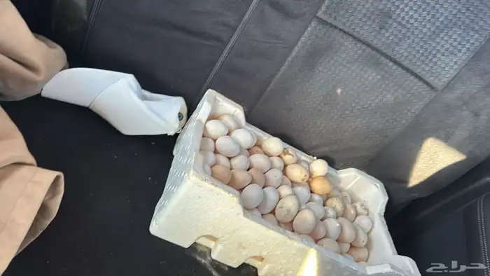 دجاج بلدي فاخر 2