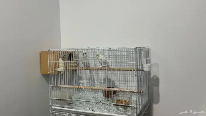 للبيع زوج بادجي البينو شرط 0