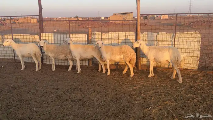 12 غنم حريات طيبات واشباب 0