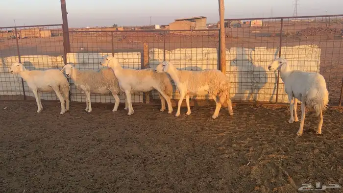 12 غنم حريات طيبات واشباب 2