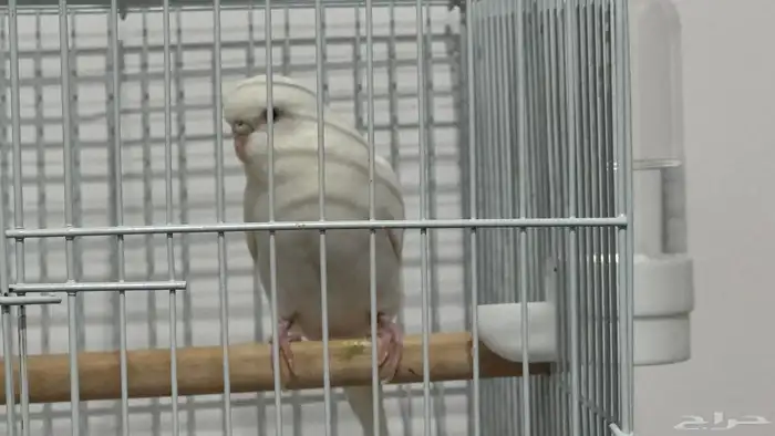 للبيع زوج بادجي البينو شرط 6