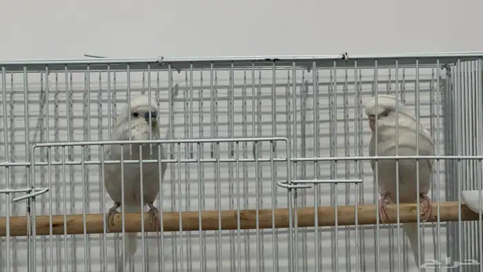 للبيع زوج بادجي البينو شرط 2