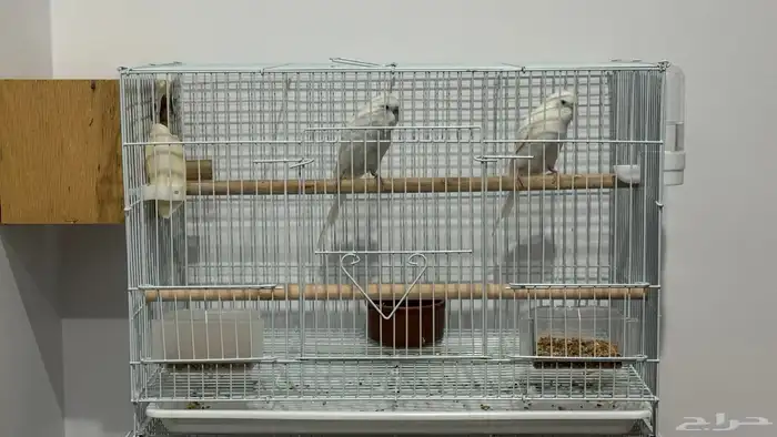 للبيع زوج بادجي البينو شرط 1