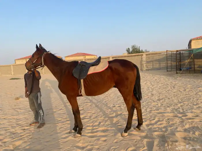 حصان للبيع 0