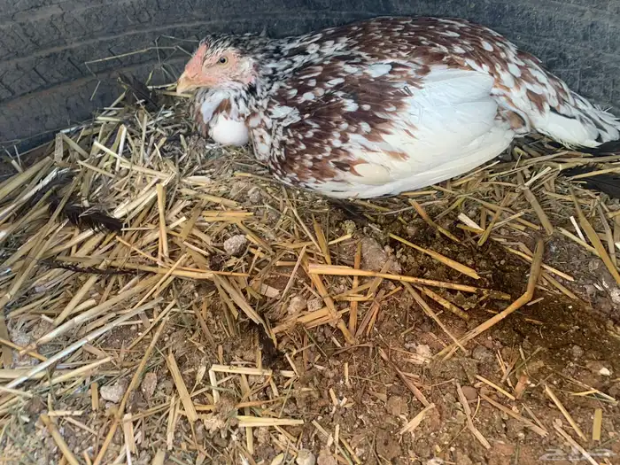 للبيع دجاج باكستاني العدد 27 دجاج مع اديك عددهم 8 6