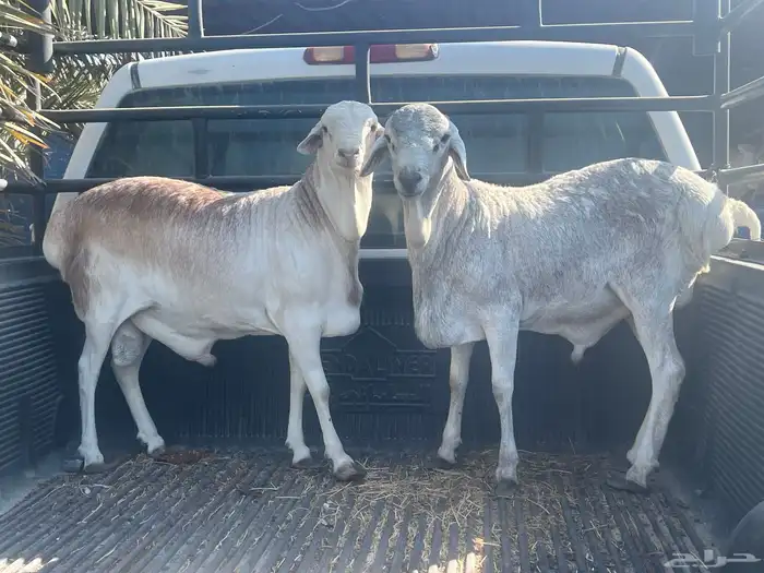 خرفان برابر 1