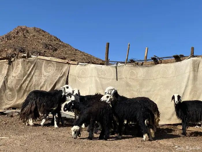 نعاج نجد صنف 16