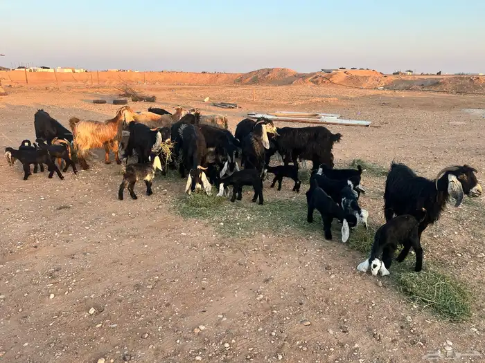 ماعز عوارض شرط متويم 14تحته 28 15