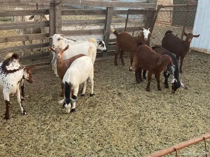 عنقان للبيع 0