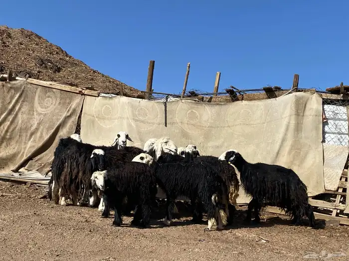 نعاج نجد صنف 18