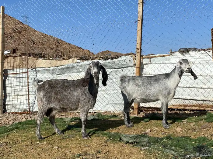 معزا مصريات صنف شهب دفيع ومضاريع شرط 5