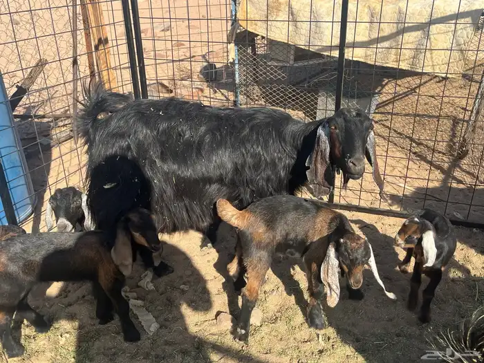 معزا مواليد 0