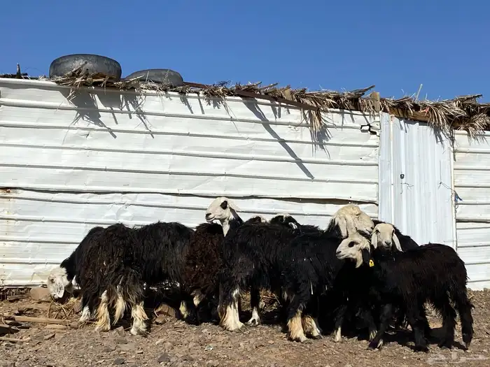 نعاج نجد صنف 9