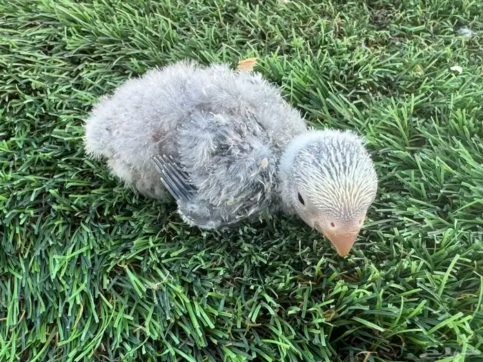 فروخ روز تقبل الغز 4