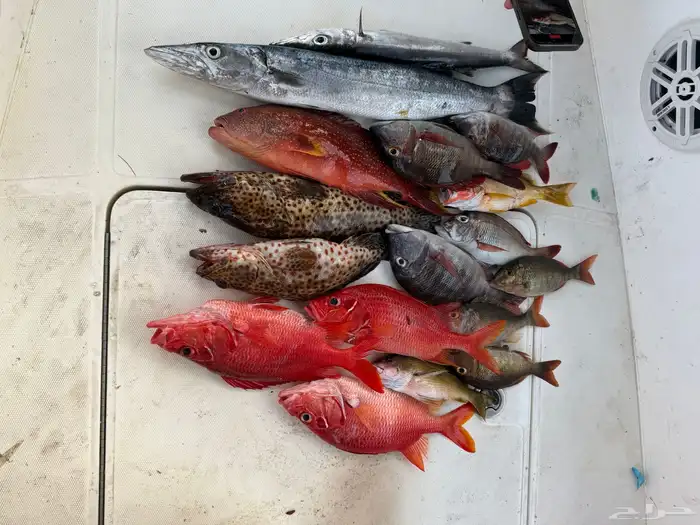 قارب رحلات بحرية 8