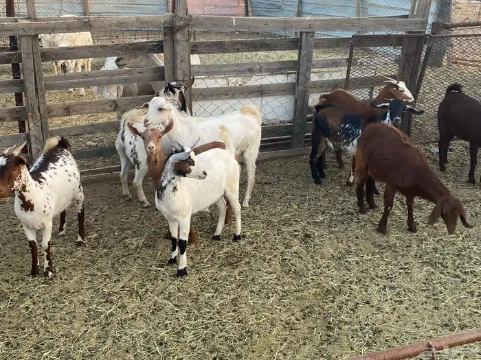 عنقان للبيع 3