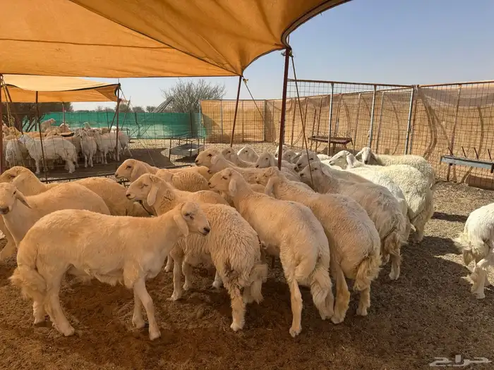 طليان حريه ذبايح مقفله شحم ولحم 3