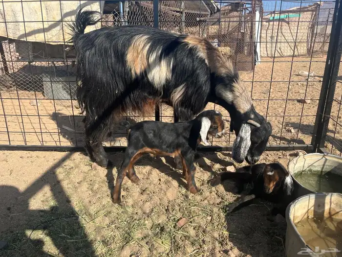 معزا مواليد 1