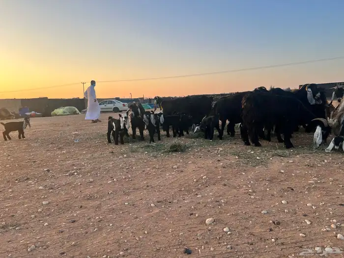 ماعز عوارض شرط متويم 14تحته 28 2