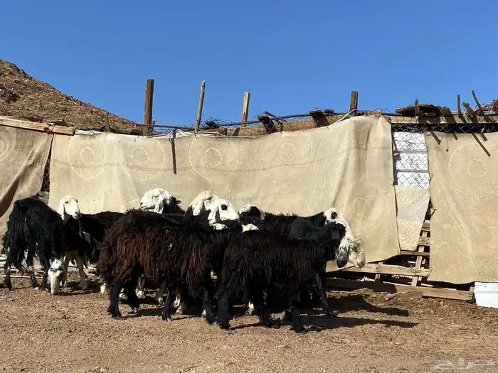 نعاج نجد صنف 20