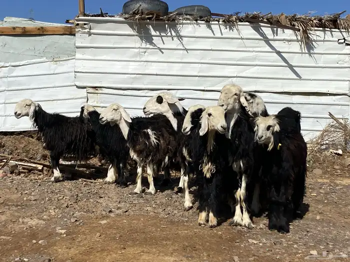 نعاج نجد صنف 10