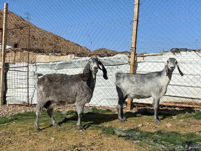 معزا مصريات صنف شهب دفيع ومضاريع شرط 4