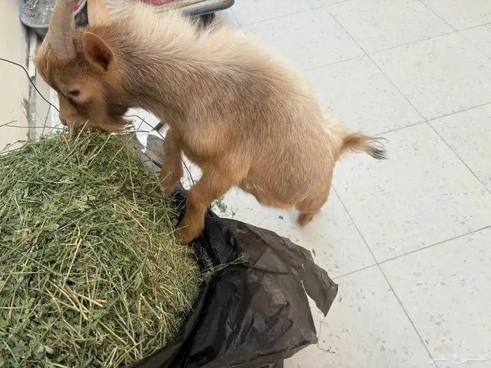 الماعز القزم 0