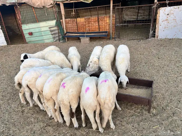 طليان سواكن فلل شحم 1